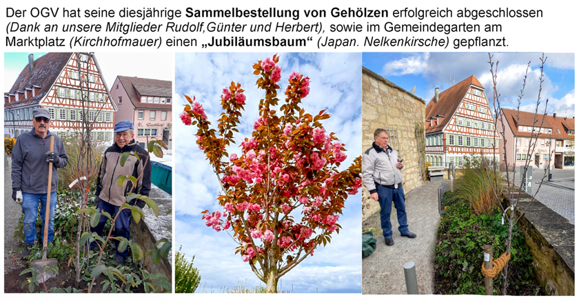 Jubiläumsbaum 2024